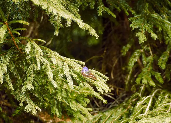 Bella farfalla siede su un albero di Natale in estate . — Foto Stock
