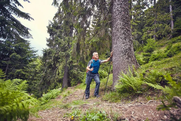 Bir sırt çantası ile yaz aylarında dağlarda hiking.