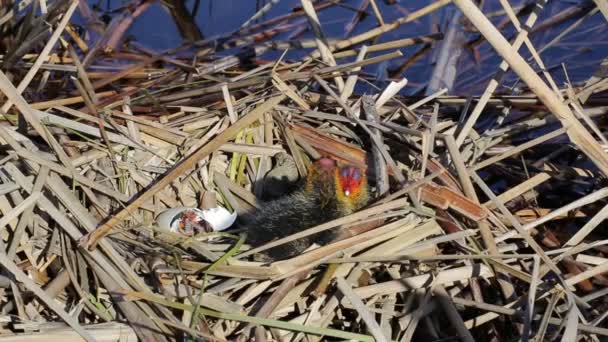 Le début d'une nouvelle vie d'oiseaux dans le nid sur l'eau . — Video