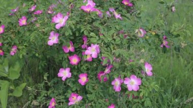 Doğal koşullarda yabani gül çiçek.
