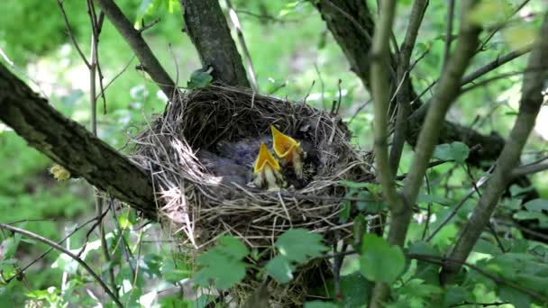 Hnízdo s mláďata v přírodě na jaře. — Stock video