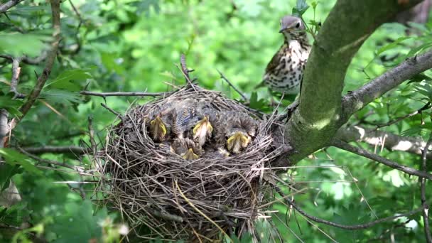 Nest mit Küken in freier Wildbahn im Frühjahr. — Stockvideo