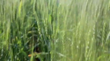 güneşli bir günde bir alanda buğday spikelets.