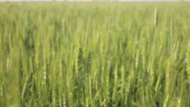 A búza, a mező, egy napsütéses napon Spikelets. — Stock videók