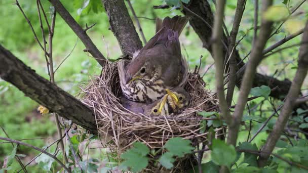 Bird's nest. — Stock Video