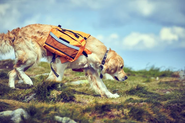 Bir sırt çantası içinde yaz aylarında uzun bir yürüyüş ile bir köpek cankurtaran.