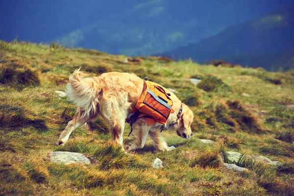 Bir sırt çantası içinde yaz aylarında uzun bir yürüyüş ile bir köpek cankurtaran.