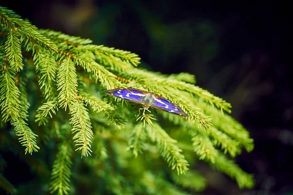 Hermosa mariposa se sienta en un árbol de Navidad en verano . —  Fotos de Stock
