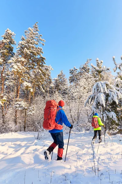 Walk through the winter forest with a backpack and tent. — Stock Photo, Image