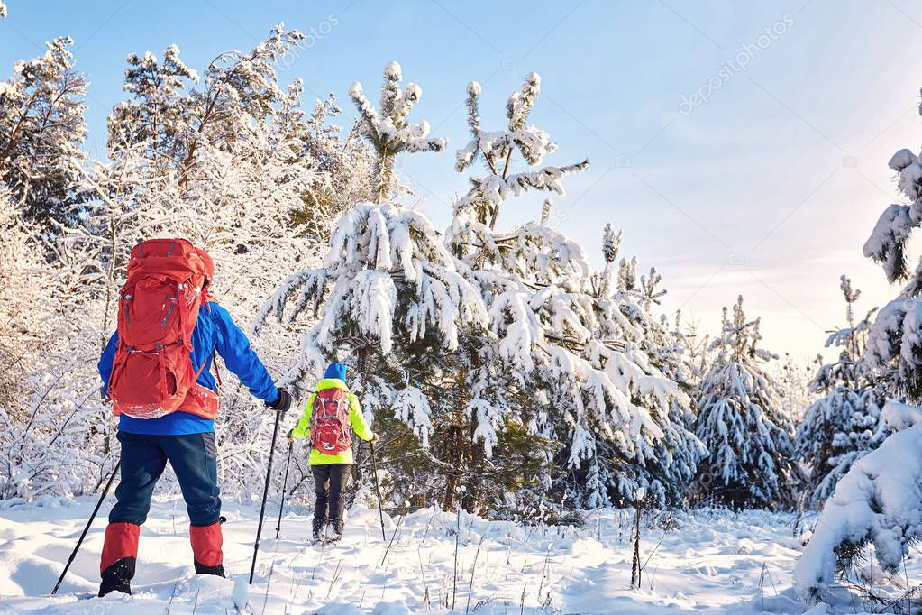 Walk through the winter forest with a backpack and tent.