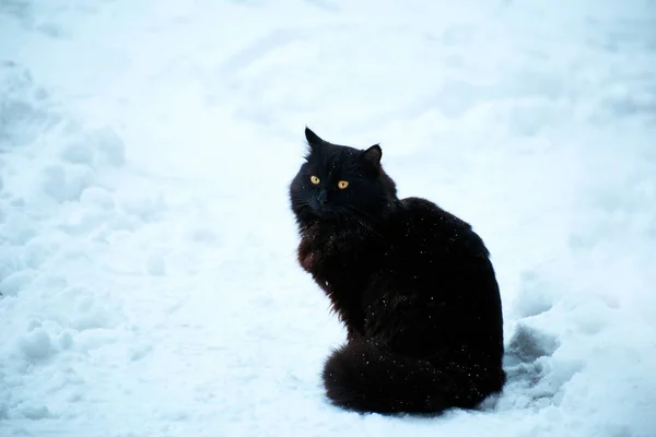 Svart katt på vintern på vit snö. — Stockfoto