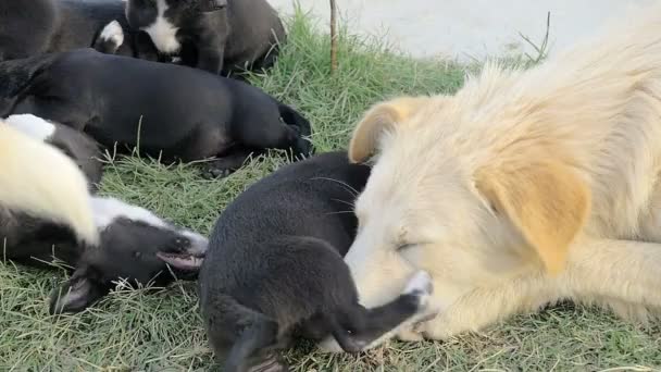 Hond moeder knuffelen haar welpen op het gras — Stockvideo