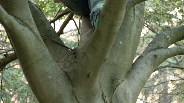 Man climbed a tree reflects smoking a cigarette — Stock video