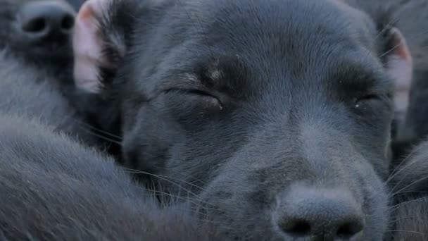 Pequeno cachorro preto dormindo no meio de seus irmãos — Vídeo de Stock