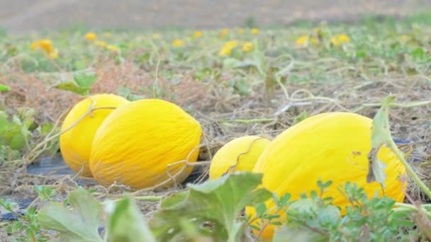 Gelbe Melonen auf dem Rasen ausgesetzt — Stockvideo