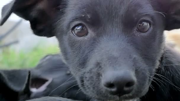 Close-up op zwarte puppy hondje — Stockvideo