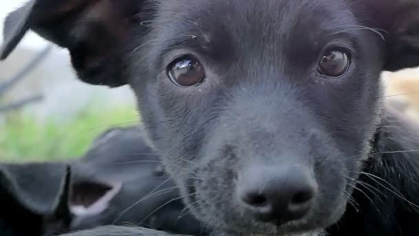 Gros plan sur chiot noir chien — Video