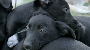 tatlı siyah köpek yavrusu yukarıda diğer kazıklı