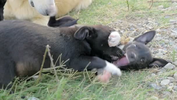Små svarta valpar leker på gräsmattan — Stockvideo