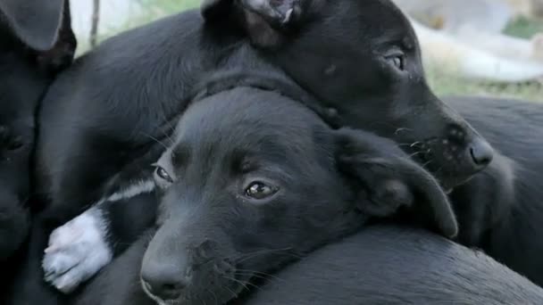 Dolce cani neri cuccioli accatastati uno sopra l'altro — Video Stock