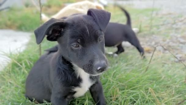 Black puppy sitting on the grass while his brothers playing behind him — Stockvideo