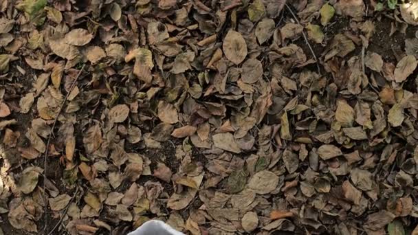 Slow motion- happy  and serene man stretches of carpet of leaves — Stock video