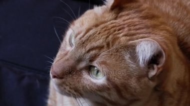 güzel kedi--dan turuncu saç