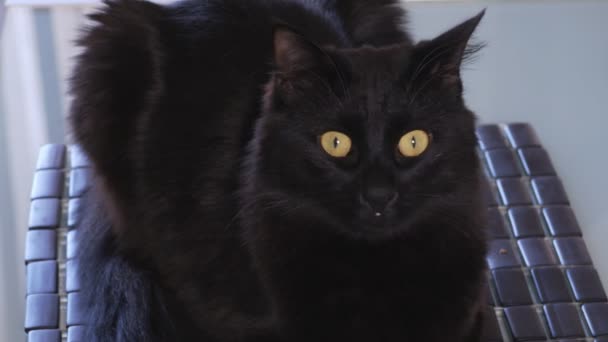 Hermoso gato negro con ojos amarillos sentado en una silla — Vídeos de Stock