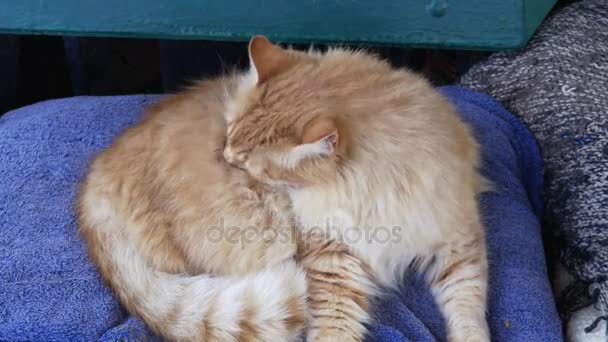 甜甜橙色的猫舔它的毛皮 — 图库视频影像