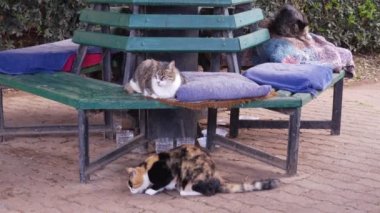 bir parkta süre rahatlatıcı ve yeme üç kedi