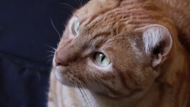 Солодкий помаранчевий кіт дивиться навколо — стокове відео