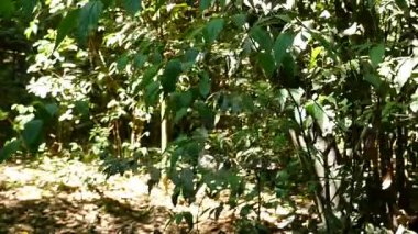 Orman-sabit cam ile yürüyüş