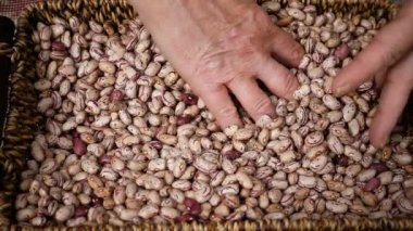 Sepet içinde taze fasulye çiftçinin elleri - yavaş hareket tarafından karışık