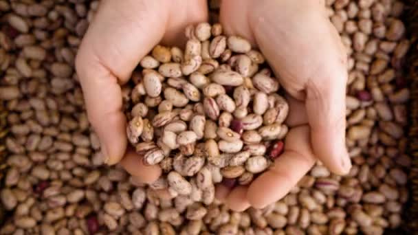 Las manos de la agricultura se hunden en una pila de frijoles frescos — Vídeo de stock