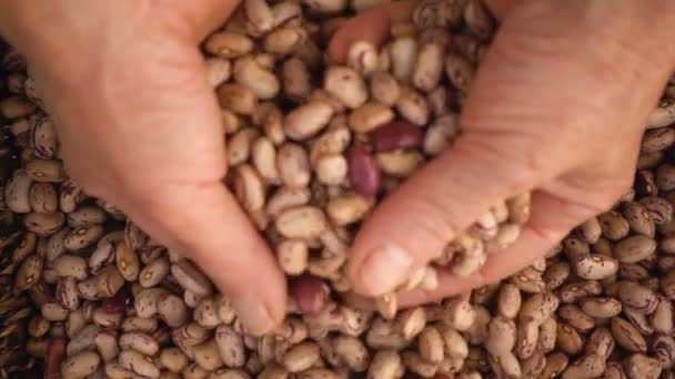 Руки фермеров смешивают свежие бобы замедленная съемка — стоковое видео