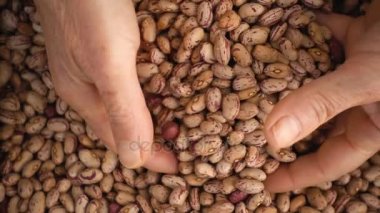  sepet içinde taze fasulye karıştırma çiftçinin elleri vardır - ağır çekim