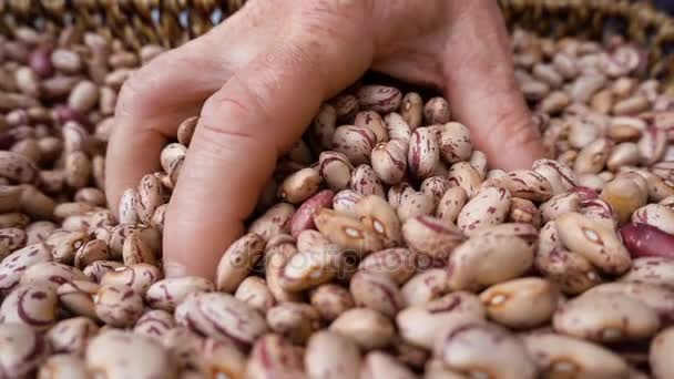 Mãos de agricultor pegando grupo de feijão fresco da cesta — Vídeo de Stock