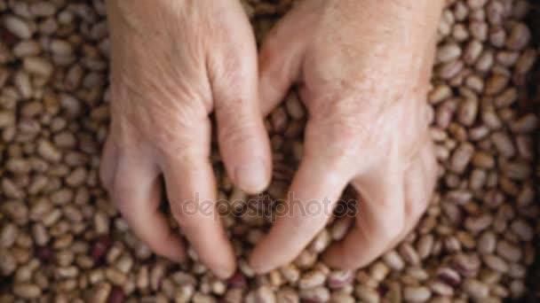 Zemědělství ruce brát skupinu čerstvých fazolí - Zpomalený pohyb — Stock video