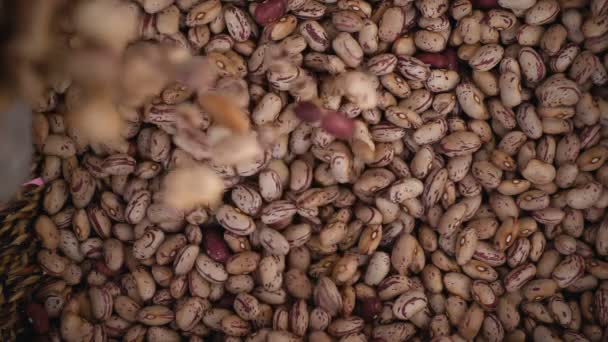 Čerstvé fazolky spadají do koše - pomalý pohyb — Stock video
