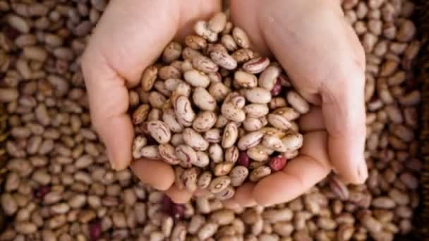 Fazenda mãos tomando e mostrando beans frescos-close-up — Vídeo de Stock