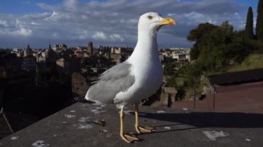 Arka planda Roma'yla bir terasta güzel martı