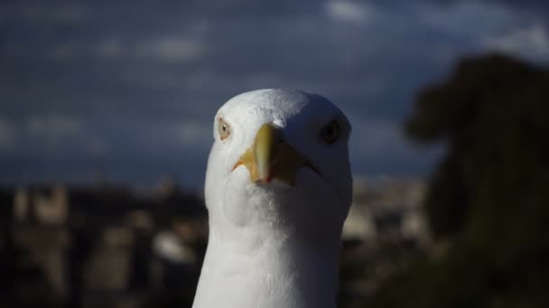 Close up portrait of seagull with Rome in background — Stock Video