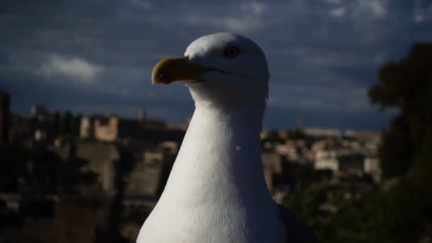 Close up portrait of seagull with Rome in background — Stock Video