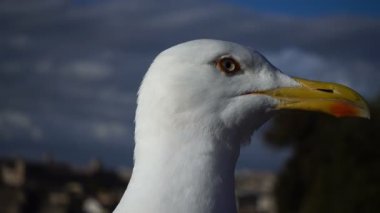 Roma ile güzel martı arka planda üzerinde kapat