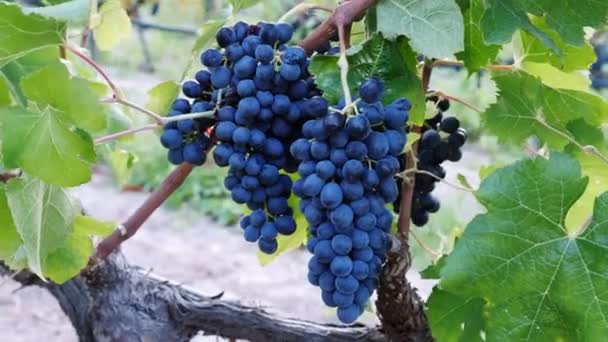 Farmer harvesting a bunch of grapes — Stock Video