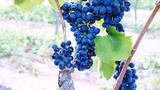 农民收割一串葡萄 — 图库视频影像