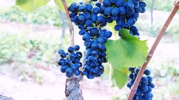 Agricultor cosechando un racimo de uvas — Vídeo de stock