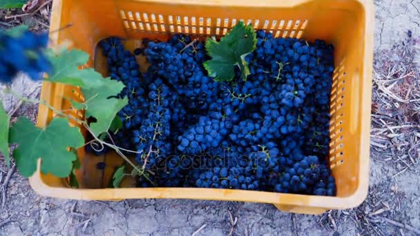 Caja de cosecha llena de uvas — Vídeo de stock