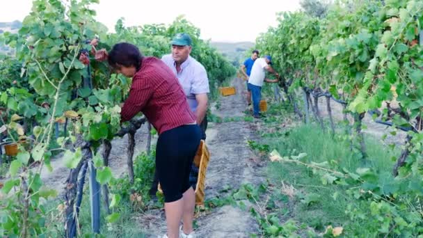 Farmers harvesting a bunch of grapes — Stock Video