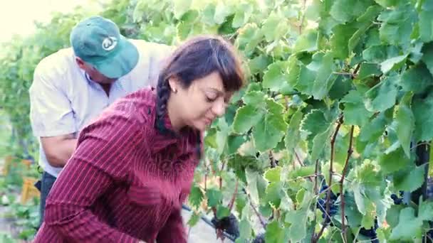 Les agriculteurs récoltent un bouquet de raisins — Video